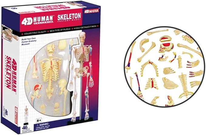 4D Human Skeleton