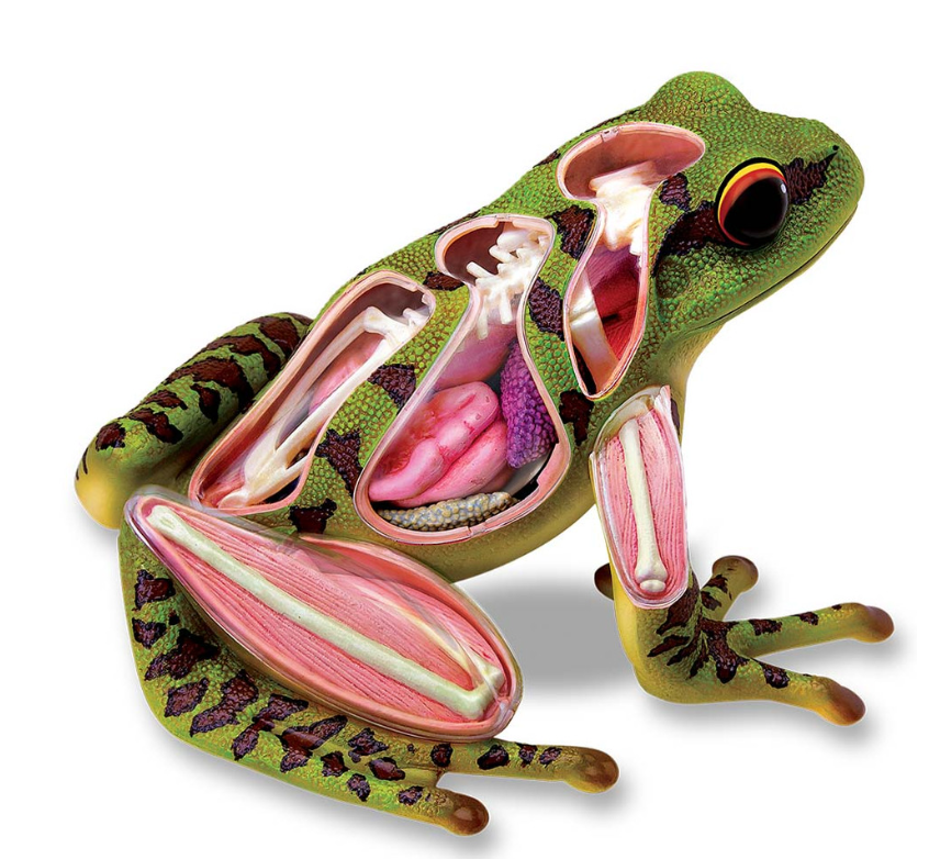 4D Frog