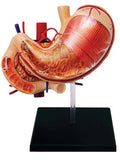 4D Stomach & Other Organs