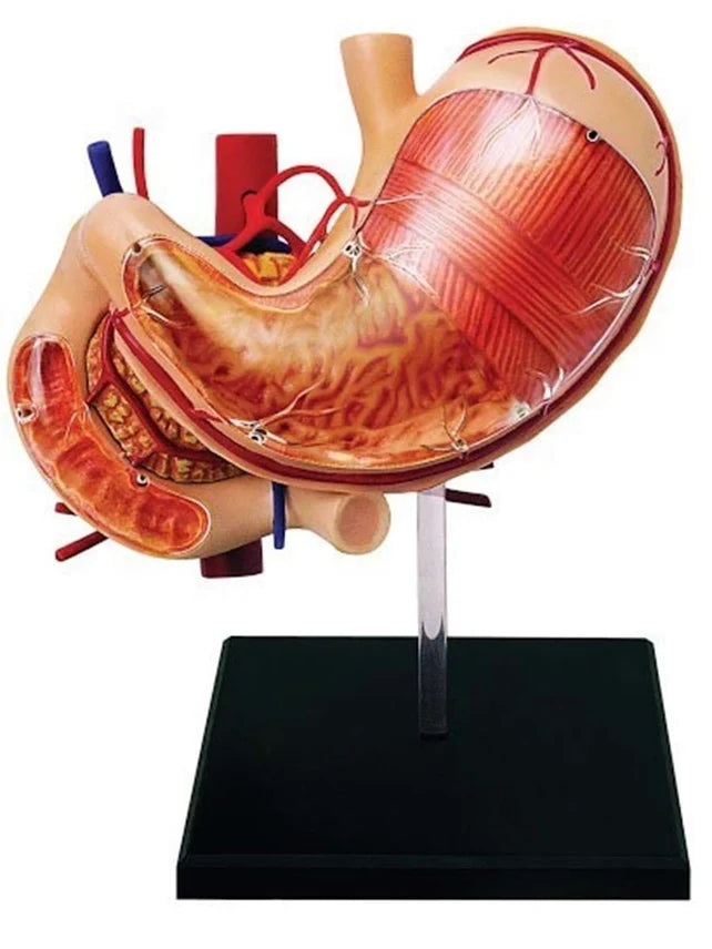 4D Stomach & Other Organs